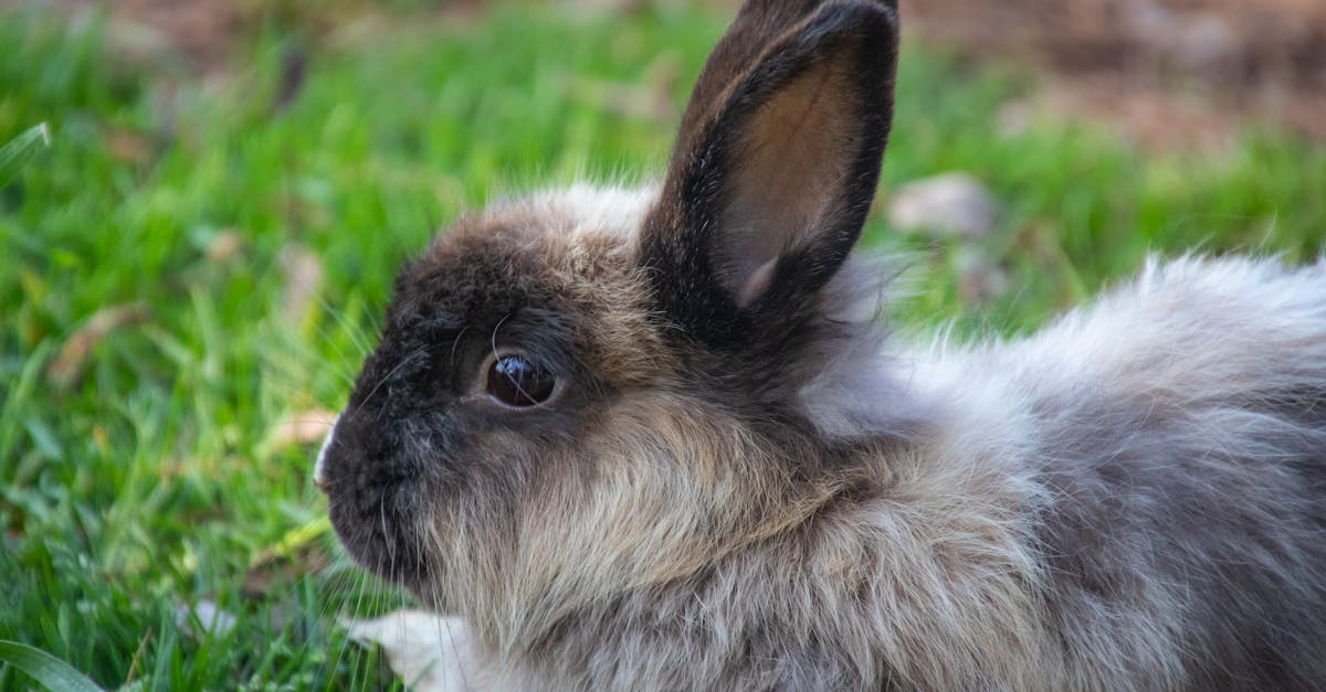 découvrez l'univers fascinant des lapins : tout sur leur habitat, leur comportement, leurs besoins et comment en prendre soin. passionnés ou futurs propriétaires, trouvez des conseils pratiques et des anecdotes amusantes sur ces adorables compagnons à grandes oreilles.