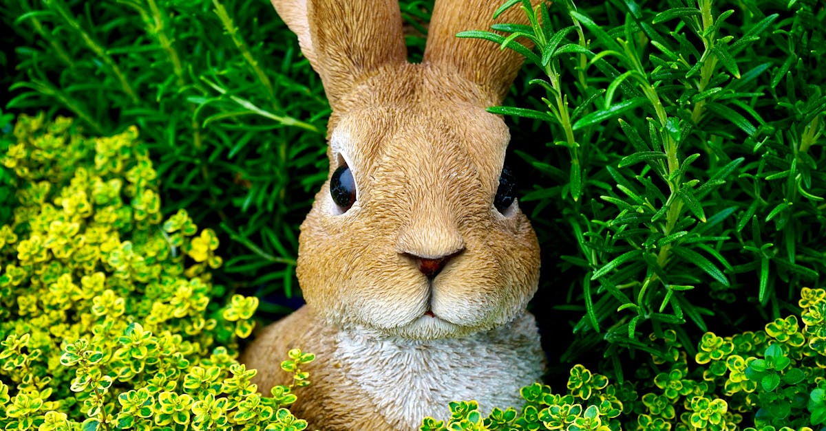 découvrez tout sur les lapins : leurs habitudes, modes de vie, soins à apporter et conseils pour l'adoption. plongez dans le monde fascinant de ces animaux doux et affectueux.
