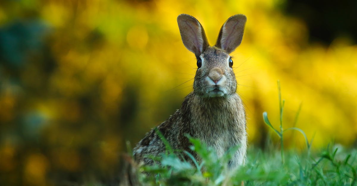 découvrez l'univers fascinant des lapins : comportements, soins et astuces pour en faire des compagnons de vie adorables. apprenez tout sur leur alimentation, leur habitat et leur éducation.