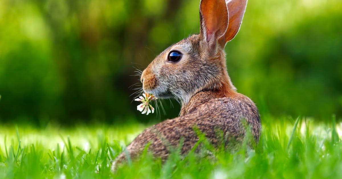 découvrez tout sur les lapins : leur habitat, alimentation, comportement et soins. apprenez à élever ces adorables animaux de compagnie et plongez dans leur univers captivant.